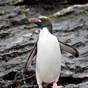 Penguins Collection: Macaroni Penguin