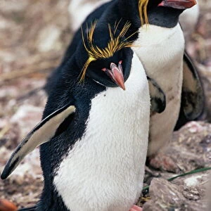 Penguins Collection: Macaroni