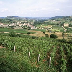Maconnais vineyards, Poilly Fuisse, near Macon, Saone-et-Loire, Burgundy, France, Europe