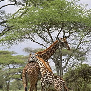 Masai Giraffe (Giraffa camelopardalis tippelskirchi) mother and young, Serengeti National Park