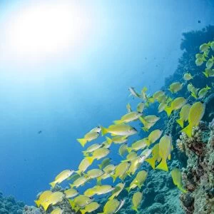 Medium shoal or school of blue striped snapper (Lutjanus kasmira) close to coral reef, Naama Bay, off Sharm el Sheikh, Sinai, Egypt, Red Sea, Egypt, North Africa, Africa