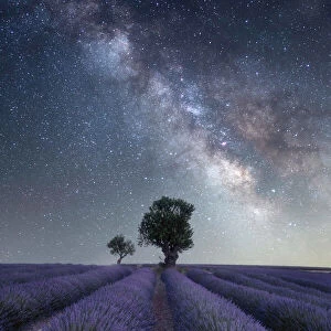 Milky way above a lavender field and two small trees on the Plateau de Valensole, Provence, France, Europe
