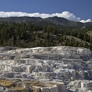 Minerva Terrace, Mammoth Hot Springs, Yellowstone National Park, UNESCO World Heritage Site, Wyoming, United States of America, North America