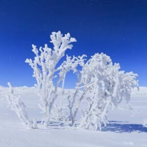The full moon illuminates the snowy landscape, Riskgransen, Norbottens Ian, Lapland