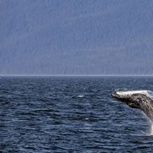 Mother humpback whale (Megaptera novaeangliae) breaching near her calf in Icy Strait