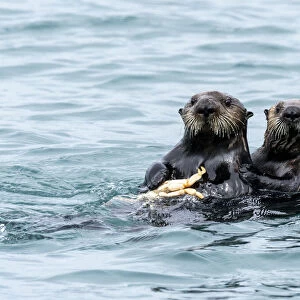 A mother sea otter (Enhydra lutris) eating a Dungeness crab with her pup in the Inian