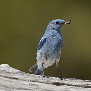 Mountain bluebird (Sialia currucoides) with a grub, Yellowstone National Park, Wyoming, United States of America, North America