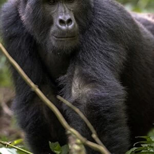 Mountain gorilla, (Gorilla beringei beringei), Bwindi Impenetrable National Park