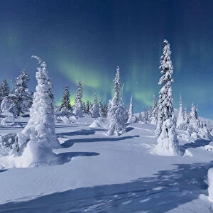 Northern Lights (Aurora Borealis) above the snowy woods, Pallas-Yllastunturi National Park