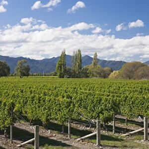 Orderly rows of vines in a typical Wairau Valley vineyard, Renwick, near Blenheim