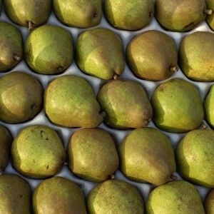 Overhead view of rows of pears in packaging