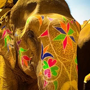 Painted elephant, Amer Fort, Jaipur, India, Asia
