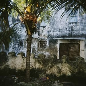 Palm tree and old walls, Stone Town, Zanzibar, Tanzania, East Africa, Africa