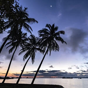 Palm trees by Sittwe harbour before sunrise, with clouds and small moon in the dawn sky