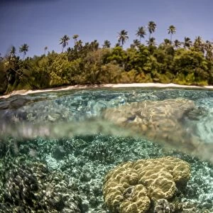 Partially submerged view of shoreline with palm trees, Solomon Islands, Pacific