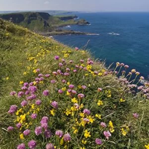 Pink sea thrift on cliff top, North Antrim coast path to the Giants Causeway