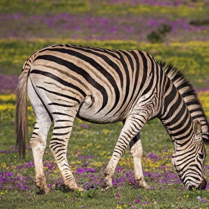 Plains zebra (Equus quagga) grazing spring flowers, Addo Elephant national park, Eastern Cape