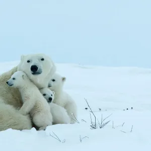 Polar bear (Ursus maritimus) mother with triplets, Wapusk National Park