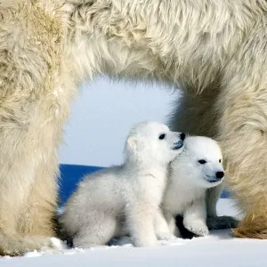 Polar bear (Ursus maritimus) mother with twin cubs, Wapusk National Park