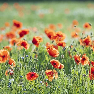 Poppies in a field of Flax near Easingwold, York, North Yorkshire, England