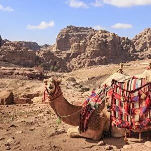 Portrait of seated camel with colourful rugs, view to City of Petra ruins, Petra
