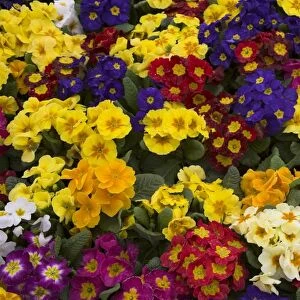Primulas, mixed colours, United Kingdom, Europe