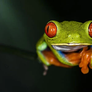 Red-eyed tree frog (Agalychnis callidryas), Sarapiqui, Heredia Province, Costa Rica