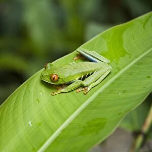 Red eyed tree frog, Tortuguero National Park, Costa Rica