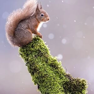 Red squirrel (Sciurus vulgaris) sitting in falling snow, Yorkshire Dales, Yorkshire