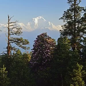 Rhododendron and Dhaulagiri Himal seen from Poon Hill, Annapurna Conservation Area, Dhawalagiri (Dhaulagiri), Western Region (Pashchimanchal), Nepal, Himalayas, Asia