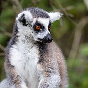 Ring Tailed Lemur in a sanctuary, South Africa, Africa
