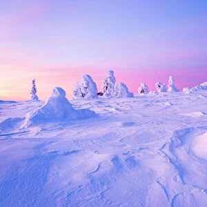 Romantic sky at dawn over frozen trees covered with snow, Riisitunturi National Park, Lapland, Finland, Europe