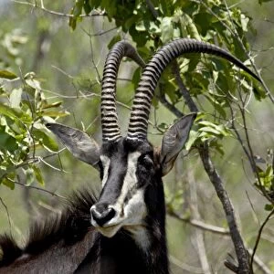 Sable Antelope (Hippotragus niger), Kruger National Park, South Africa, Africa