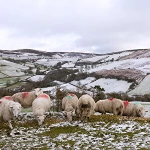 Sheep feed on high moorland in a wintry landscape in Powys, Wales, United Kingdom, Europe
