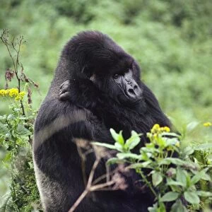 Silverback male Mountain Gorilla (Gorilla g. beringei), Virunga Volcanoes, Rwanda, Africa