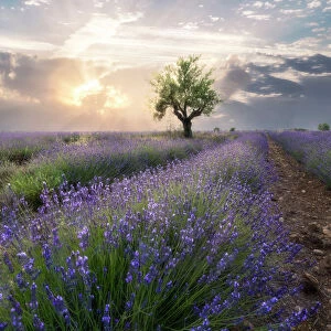 A small tree at the end of a lavender line in a field at sunset with clouds in the sky, Plateau de Valensole, Provence, France, Europe
