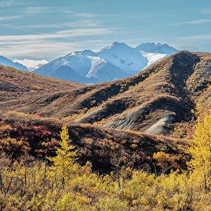 Snow covered mountains and fall color change amongst the shrubs and trees, Denali National Park, Alaska, United States of America, North America