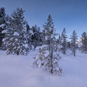 Snow covered trees, Lej da Staz, St. Moritz, Engadine, Canton of Graubunden (Grisons)