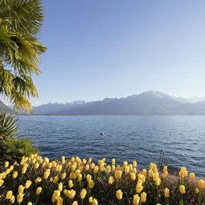 Spring tulips, Lake Geneva (Lac Leman), Montreux, Vaud, Switzerland, Europe