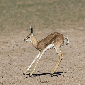 Springbok (Antidorcas marsupialis) calf, Kgalagadi Transfrontier Park, South Africa