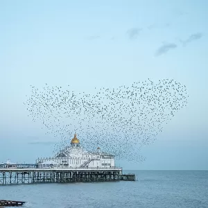 Starling murmuration, The Pier, Eastbourne, East Sussex, England, United Kingdom, Europe