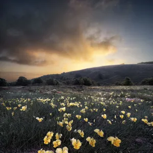 Sunrise over a yellow violet (Viola pubescens) field, Cusna Mountain, Appenines