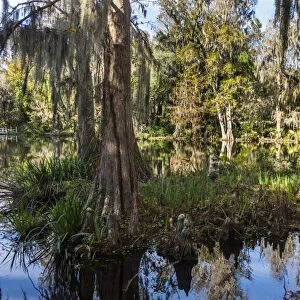 Swampy are in the Magnolia Plantation outside Charleston, South Carolina, United States of America