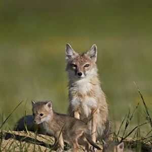 Dogs (Wild) Collection: Kit Fox