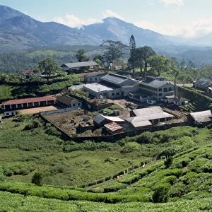 Tea estate near Munnar