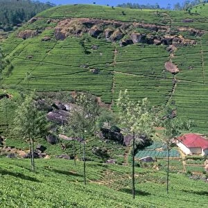 Tea plantations in the hills in the Nuwara Eliya region