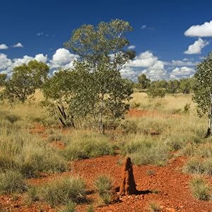 Termite mounds in the Outback, Queensland, Australia, Pacific