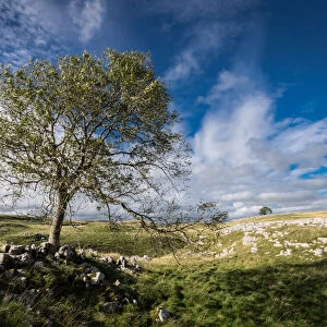 Tree and limestone pavement above Malham, Yorkshire Dales, Yorkshire, England, United