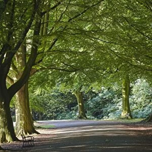 A tree-lined avenue in Clifton, Bristol, England, United Kingdom, Europe