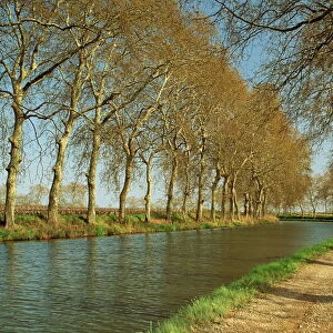 Trees lining the Canal du Midi and towpath near Capestang, Languedoc Roussillon